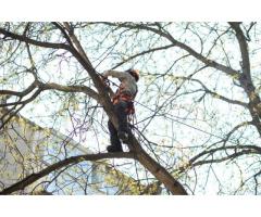 Видалення, обрізка, зрізання, валка дерев, арбористика.